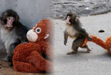 Peluş oyuncağıyla hayata tutunan maymun Punch'ın hikayesi...